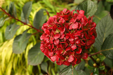 Chartreuse yellow Hakonechloa macra 'Aureola and cherry red endless summer bloomstruck hydrangea. 