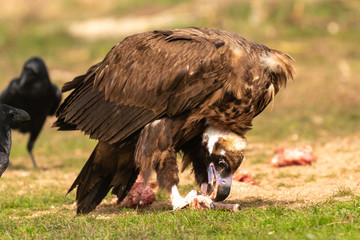 Big vulture and a crow eating