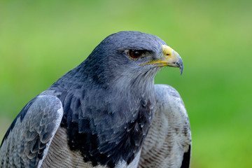 Portrait of a amazing southamerican bird