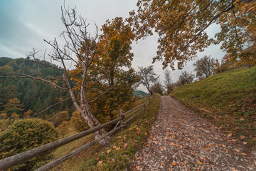 Autumn road in the mountains