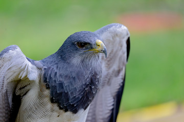 Portrait of a amazing southamerican bird