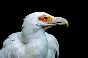 White African Vulture with orange eyes
