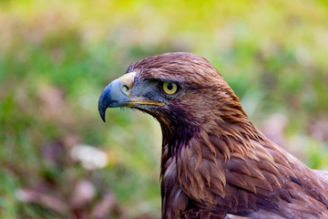 Portrait of a golden eagle