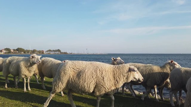Sheep walking by on dyke in Schleswig Holstein, Germany