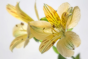 Yellow Peruvian Lilies with Selective Focus