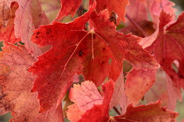 Close up of vines with red leaves. Fall colors in a vineyard. October in Provence, France.