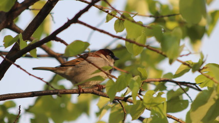 bird