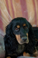 Black coated English Cocker spaniel lays on sofa and looks at camera