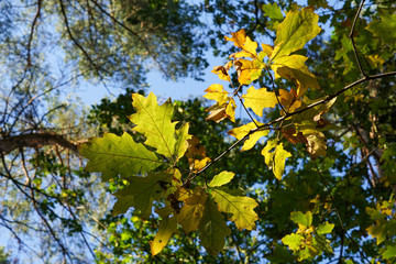 Colourful leaves on trees in the autumn seen from below