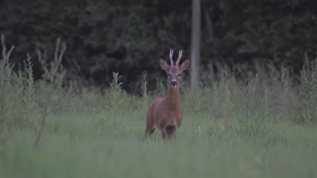 Chevreuil dans un champs pr&egrave;s de la for&ecirc;t.