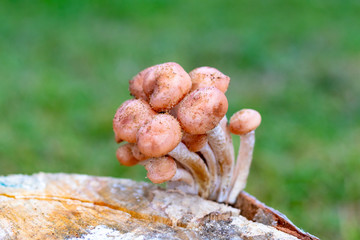 daylight. mushrooms mushrooms on a birch stump. shallow depth of field.