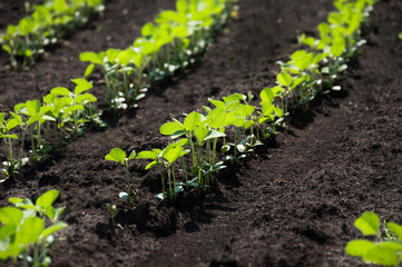 A field of young soybean shoots stretch up. Rows of soy plants on an agricultural plantation. Selective focus.