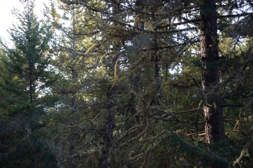 Shadow trees in light rays