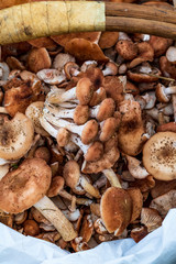 daylight. mushrooms. honey mushrooms. they are in the basket. small depth of field.