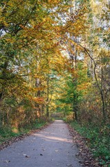 Fototapeta na wymiar Beautiful autumn landscape. Road in the forest among colorful trees.