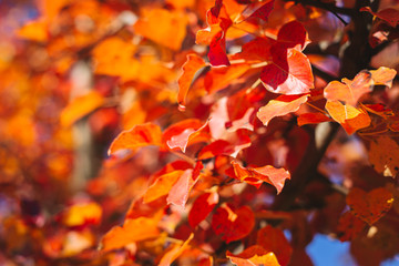 Fototapeta na wymiar Beautiful autumn tree with red and orange leaves on a sun and blue sky.