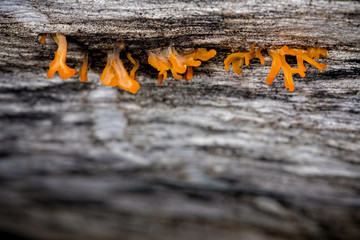 Macro exotic beautiful yellow orange tiny fungi grow on the old wood in the wild, miracle of small plant mushroom in nature, Copy space for natural background
