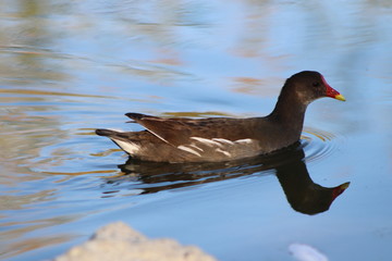 bird