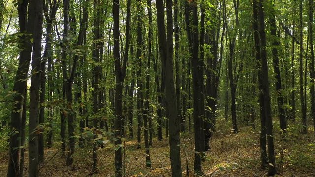 zooming out from early outumn forest