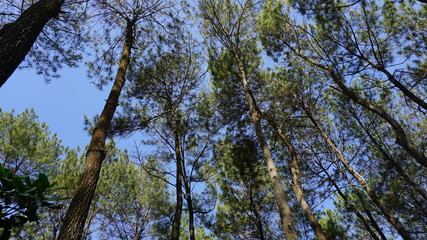 Fototapeta premium Barren pine forest in the city of jogja
