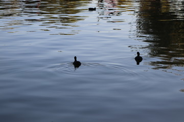 bird