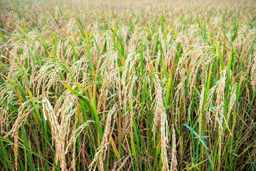 Close up beautiful nature green rice plant with yellow stalk ripe ear of rice in paddy field, Time to harvest on cereal farm and agriculture in Thailand