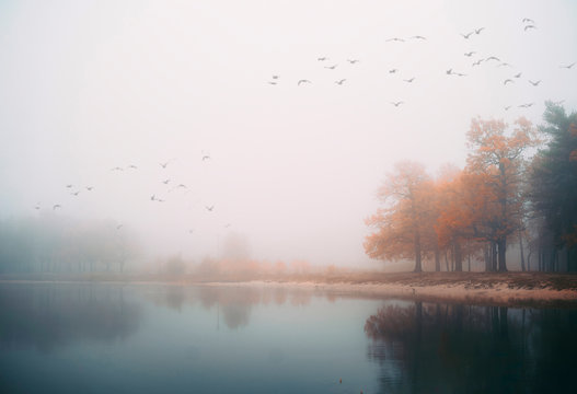 Lake and autumn park in the fog. 