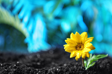 Fresh flower in fertile soil under rain, space for text