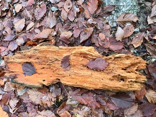 autumn leaves on wood chunk
