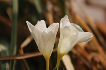 Obraz premium close up look of tulips, fresia, plumeria and cactus flowers from Crete
