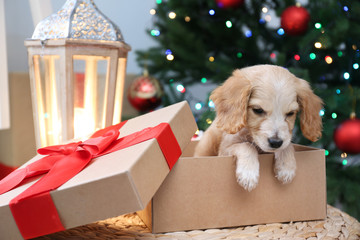Cute English Cocker Spaniel puppy in Christmas gift box indoors