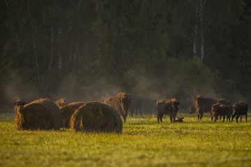 European bison - Bison bonasus in the Knyszyn Forest (Poland)