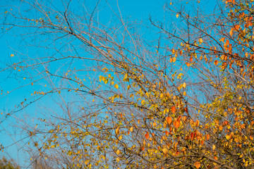 Wild bush with fallen leaves