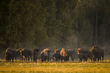 European bison - Bison bonasus in the Knyszyn Forest (Poland)