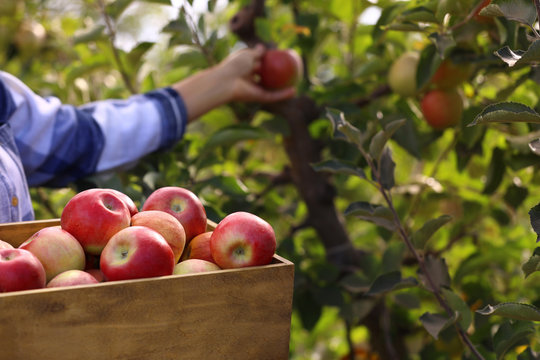Young woman with wooden crate of ripe apples in garden, closeup