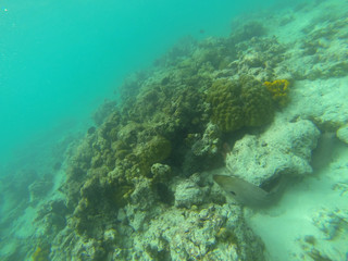 Naklejka na ściany i meble Moray eel (Muraenidae) underwater at maldives