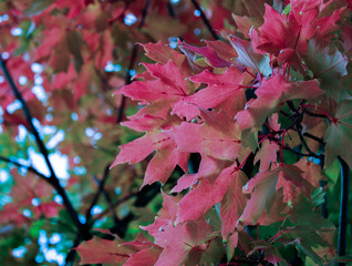 pink leaves in the garden