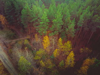 Autumn forest drone aerial shot, Overhead view of foliage trees.