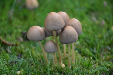 Gruppe Pilze im Gras