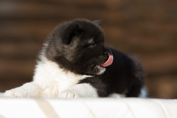 little puppy, breed american akita