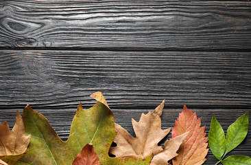 Obraz premium Flat lay composition with autumn leaves on black wooden background. Space for text