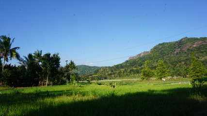 Views of green grass and mountains in the Indonesian rice fields of Jogja city