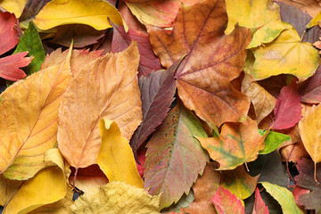 Colorful autumn leaves as background, top view