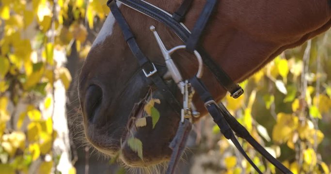 Extreme close-up of horse mouth chewing tree branch. Brown animal eating yellow leaves in the sunny autumn forest. Cinema 4k footage ProRes HQ.