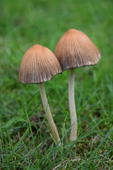 Ein Paar Pilze im Gras