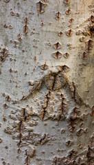 Marismas de Doñana National Park, Huelva province, Andalucia, Spain, Europe