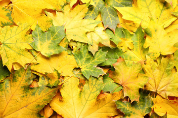 Colorful autumn leaves as background, top view