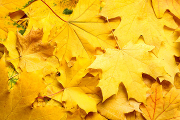Naklejka na ściany i meble Yellow autumn leaves as background, top view