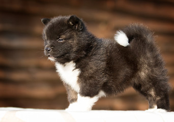 Obraz premium little puppy, breed american akita