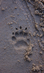 Tejon, Meles meles, Footprints, Marismas de Doñana National Park, Huelva province, Andalucia, Spain, Europe